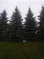 Ель "Глаука" Picea "Glauka"