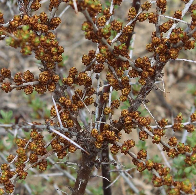 Саджанці обліпихи "Августина" (чоловіча)