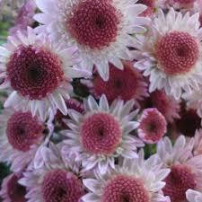 Хризантема Медея (зкс)