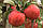 Саджанці яблунь Джонагоред Моренс Супра, фото 2