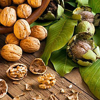 Саджанці волоського горіха "Буковинський"