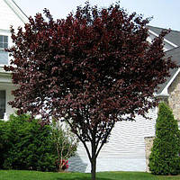 Саджанці декоративної сливи "PISSARDII"