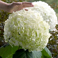Саджанці гортензії "Annabelle" (Анабель)