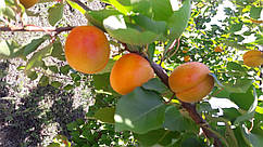 Саджанці абрикоса Кіото