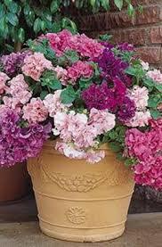 Насіння Петунія махрова крупноквіткова Каскад F1 Суміш 200 насінин Pan American