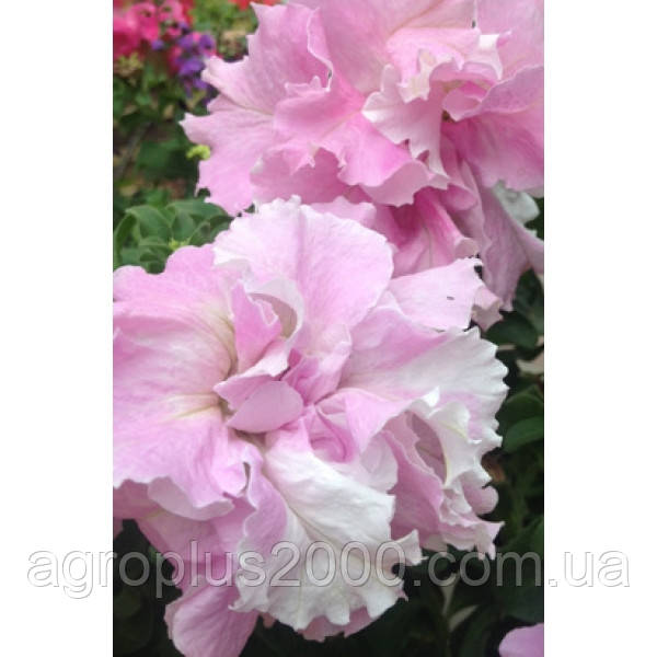 Насіння Петунія махрова великоквіткова Каскад F1 Орхід 200 насінин Pan American