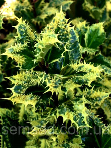 Гостролист Ферокс Маргіната \ Ilex 'Ferox argentea' ( саджанці 2 рік )