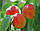 Саджанці персика Кардинал, фото 2