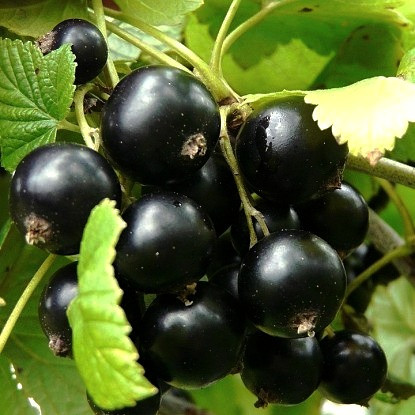 Саджанці смородини "Чорний Бумер", фото 1