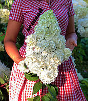 Гортензия метельчатая "Полярный Медведь" \ hydrangea paniculata Polar Bear( саженцы 4 года С5л )