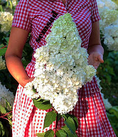 Гортензія волотиста "Полярний Ведмідь" \ hydrangea paniculata Polar Bear( саджанці 4 роки С5л )