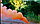 Кольоровий дим для фотосесії Помаранчевий Maxsem MA0512 Orange smoking fountain 60 сек, фото 5