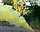 Кольоровий дим для фотосесії Жовтий Maxsem MA0512 Yellow smoking fountain 60 сек, фото 5