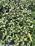 Вейгела квітуча Мінор Блек (Weigela florida Minor Black) h-40-60 см у контейнері С3 л, фото 3
