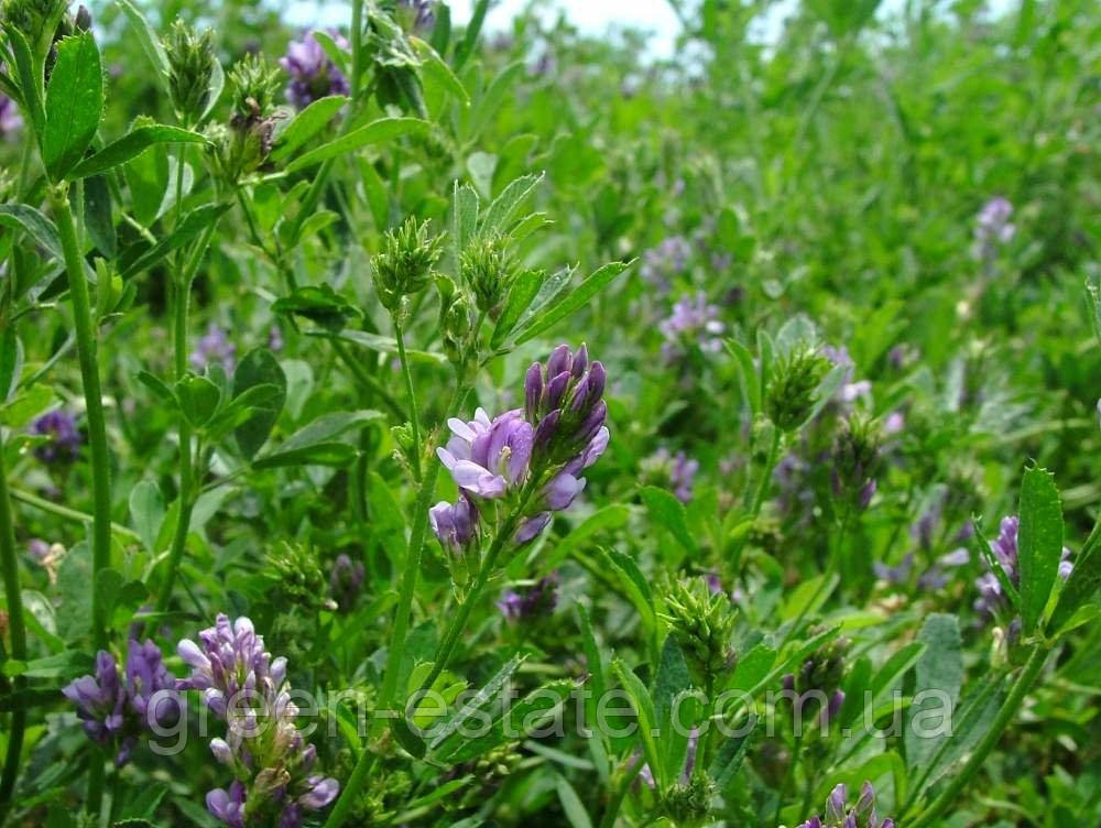 Насіння Люцерни під Раундап (25кг/міш)