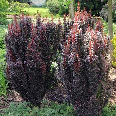 Барбарис Тунберга Хелмонд Піллар (Berberis Тhunbergii Helmond Pillar) h-40-60 см у контейнері С3 л
