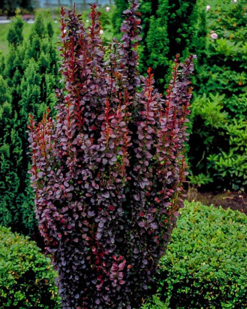 Барбарис тунберга Ред Піллар (Berberis thunbergii Red Pillar) h-40-60 см у контейнері С3 л