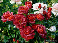 Хот Какао, фото 4