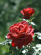 Хот Какао, фото 7