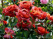 Хот Какао, фото 6