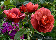 Хот Какао, фото 3