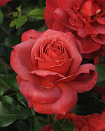 Хот Какао, фото 2