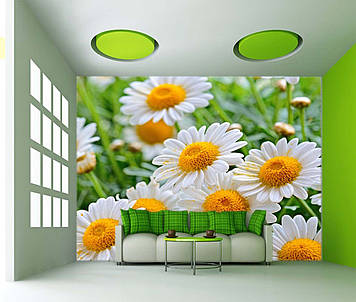 Фото Шпалери "Білі ромашки" - Будь-який розмір! Читаємо опис!