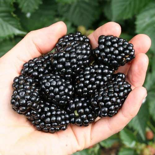 Саджанці ожини "Фрідом"