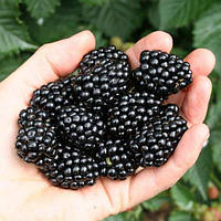 Саджанці ожини "Фрідом"