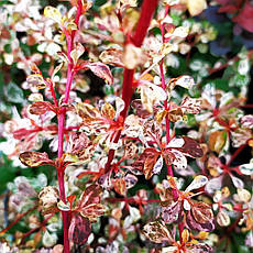 Барбарис Арлекін /Berberis thunb. 'Harlequin'/ С2, фото 2