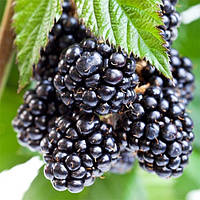 Саджанці ожини "Гай"