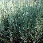 Саджанці Ялівцю скального Блю Арроу (Juniperus scopulorum Blue Arrow) 3-річний С3, фото 4