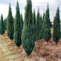 Саженцы Можжевельника скального Блю Арроу (Juniperus scopulorum Blue Arrow) 3-х летний С3