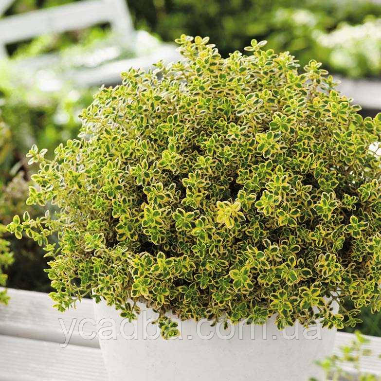Чебрець лимоннопахнучий Rasta Thymus (горщик 0,5л)