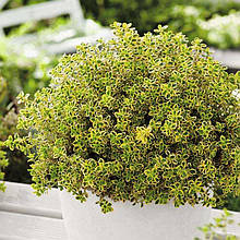 Чебрець лимоннопахнучий Rasta Thymus