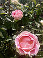 Саджанці кучерявих троянд біло-рожеві, фото 2