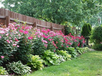 Троянди шраби