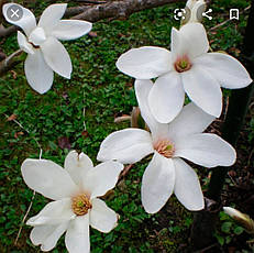 Магнолія Кобус (Magnolia kobus) 5ти річна у горщику 12 л, фото 2