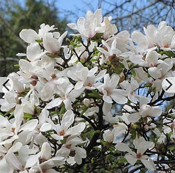 Магнолія Кобус (Magnolia kobus) 5ти річна у горщику 12 л, фото 2