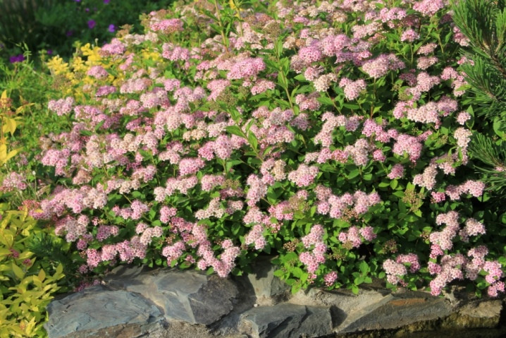 Спірея японська Літл Принцес (рожева) (Spiraea japonica Little Princess) а-20-40 см у контейнері С3 л, фото 1