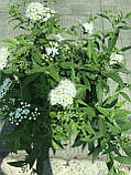 Спірея японська Альбіфлора (Spiraea japonica Albiflora) а-20-40 см у контейнері С3 л, фото 3