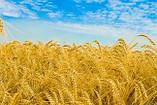 Насіння озимою пшениці Ліга Одеська 1 репродукція, фото 2