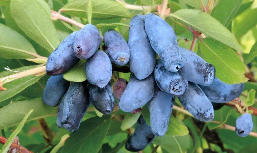 Жимолість їстівна Восторг (Lonicera edible Vostorg) h-60-80 см у контейнері С3 л