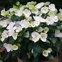 Гортензія ампельна Runaway Bride C5