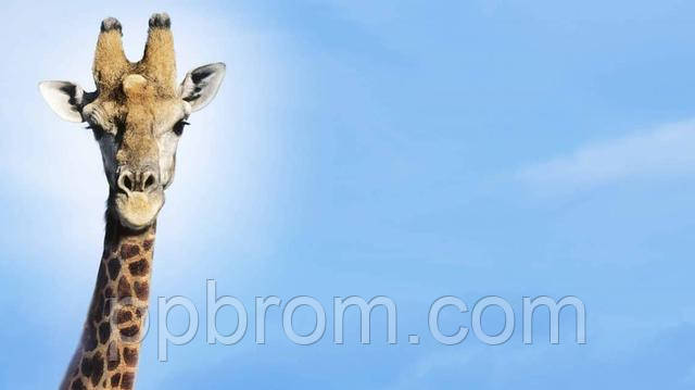 Бінокль Bresser Travel 8x21 компактний