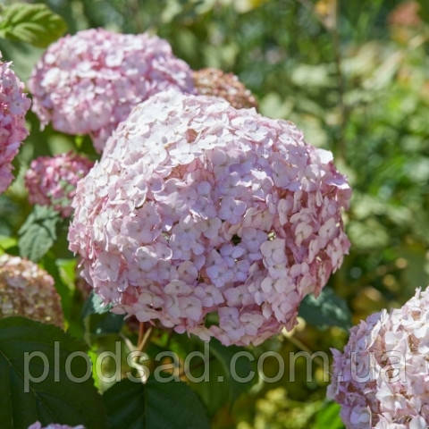 Гортензія деревоподібна Candybelle Bubblegum р9