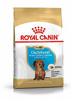 Royal Canin Dachshund Puppy (Роял Канин Такса Паппи) сухой корм для щенков