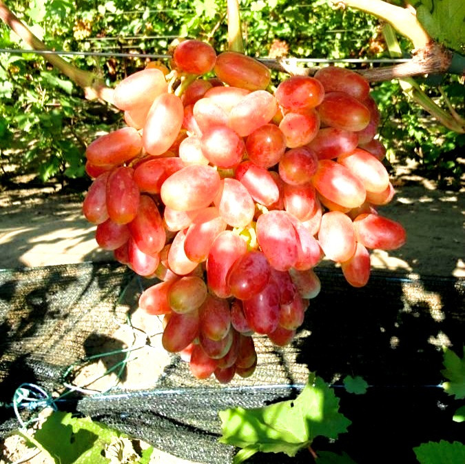 Саджанці винограду "Юліан", фото 1