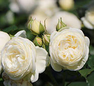 Саджанці троянди "Артеміс", фото 2