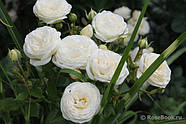 Саджанці троянди "Артеміс", фото 3